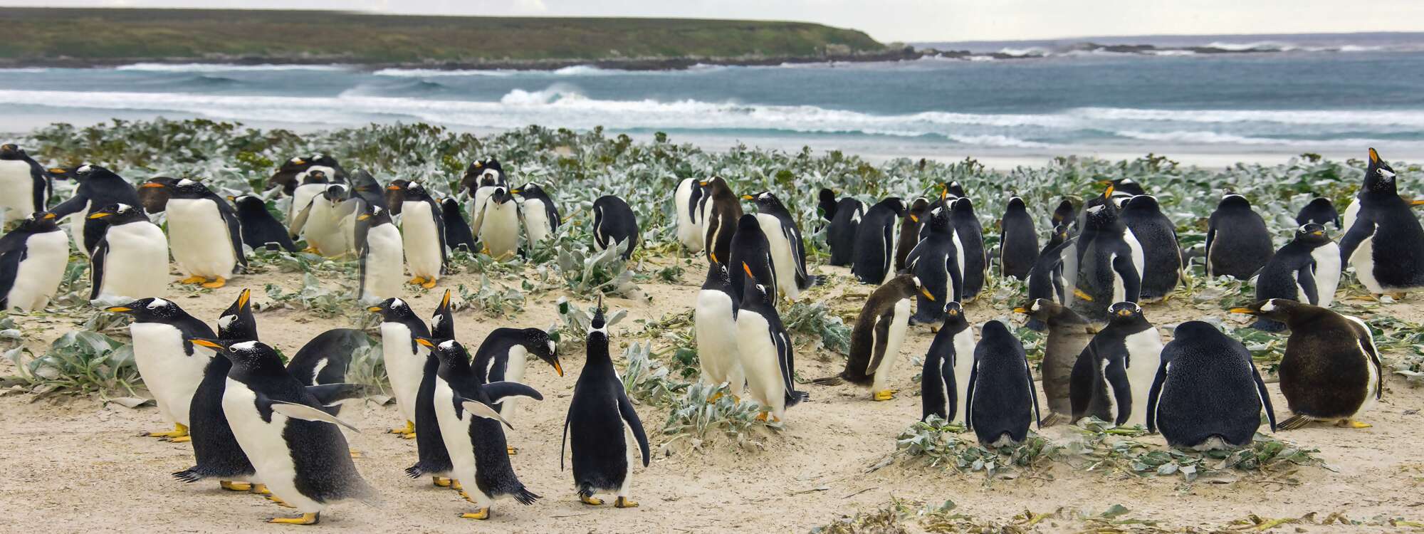 Eselspinguinkolonie Pygoscelis Papua den Falklandinseln in der Antarktis